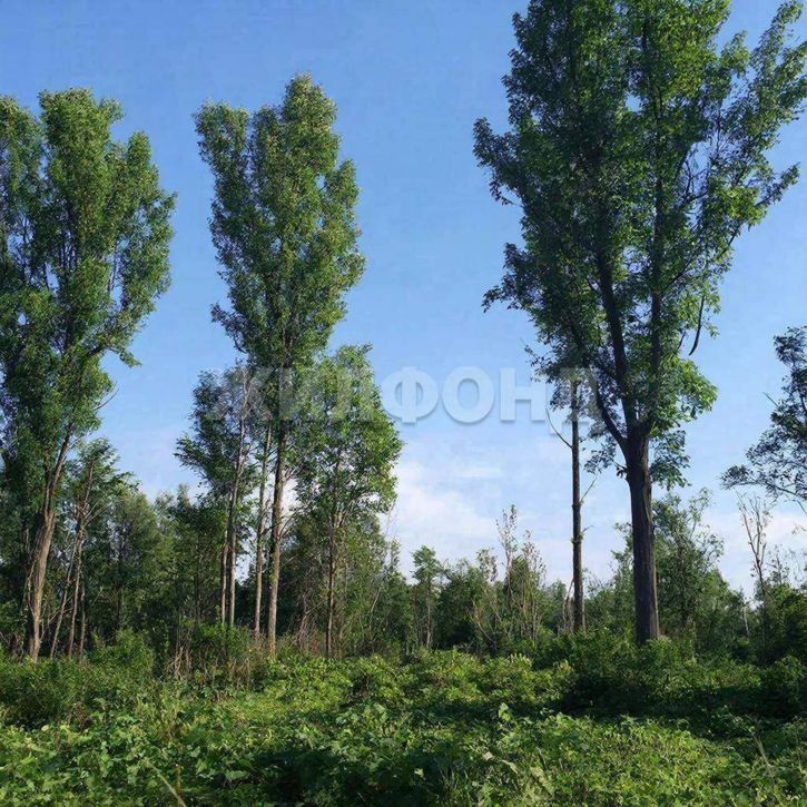 Земельный участок Сад НЭТИ территория снт